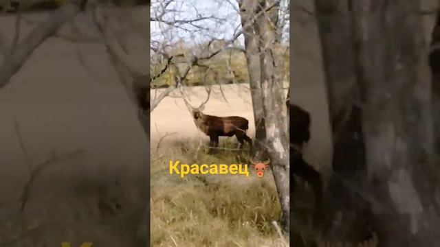 Первый парень на деревне🦌 #олень пятнистый# смотреть онлайн