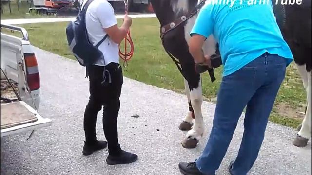 AUSTRALIAN Style  How To Saddle A Horse