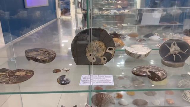 Ракушки/Музей ракушек/Необычные ракушки