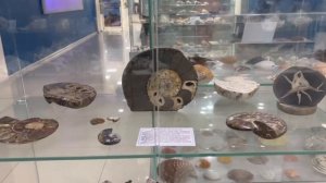 Ракушки/Музей ракушек/Необычные ракушки