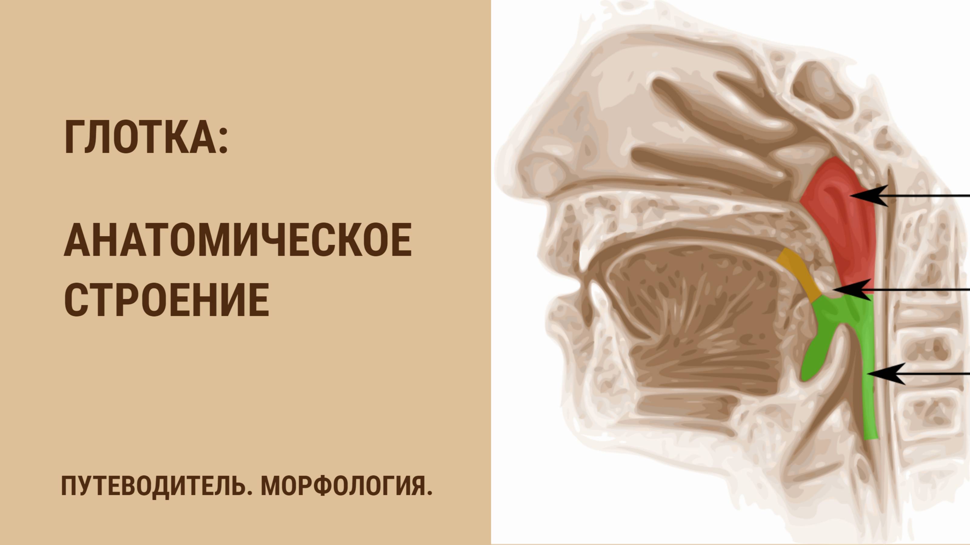 Глотка. Анатомическое строение смотреть онлайн