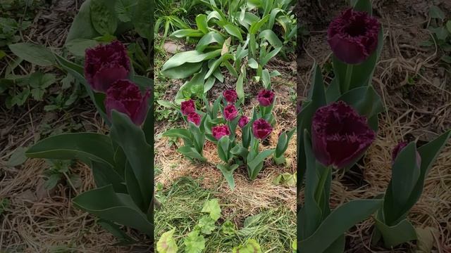 02 апреля 2023 на даче в Узбекистане смотреть онлайн