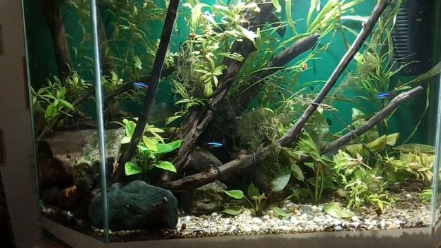 Аквариумы: 12, 25, 75 и 100 литров смотреть онлайн