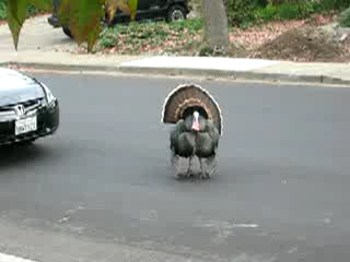 Хозяин дороги! смотреть онлайн