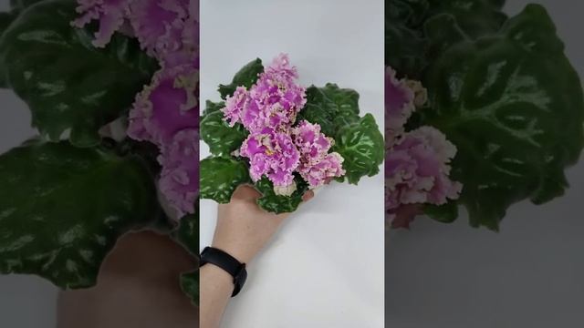 АВ Богемная Рапсодия смотреть онлайн