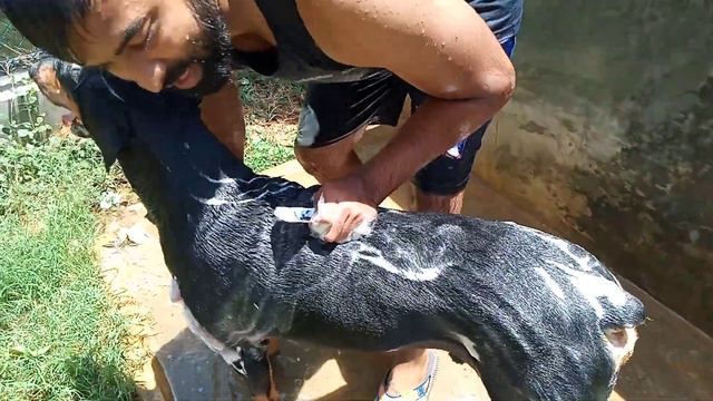 Dog Bathing Class Doberman Funny Video THE ROTT PET TLEK Dog Crossing Breeding Srilanka Dog Trainin