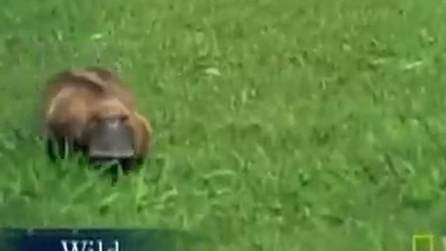 Platypus on the Prowl смотреть онлайн