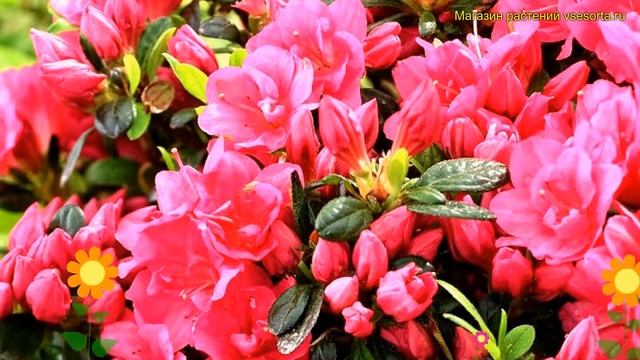 Рододендрон тупой Канзонетта. Краткий обзор, описание характеристик rhododendron obt Canzonetta смотреть онлайн