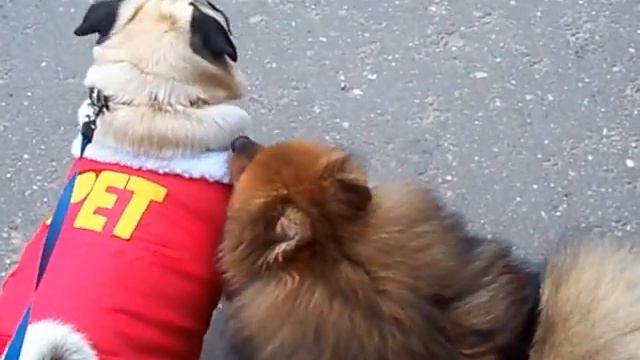 ...".Взрослая женщина и щщщенок!!" смотреть онлайн