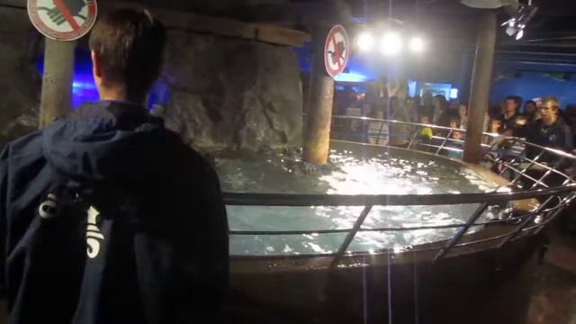 Океанариум в Питере. Каникулы, 2014 смотреть онлайн