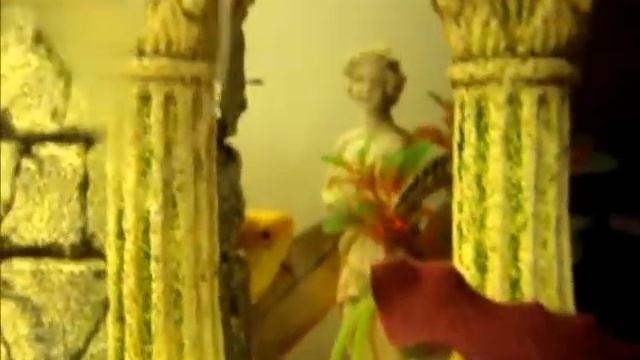 Mastacembelus Armatus - VINCENZO IANNI