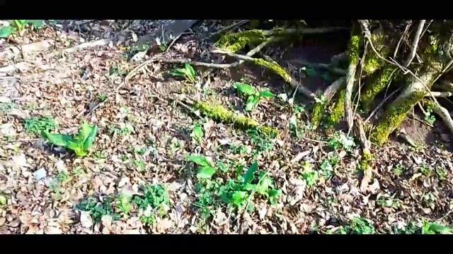 Плохое видео! СЛАБОНЕРВНЫМ не смотреть! смотреть онлайн