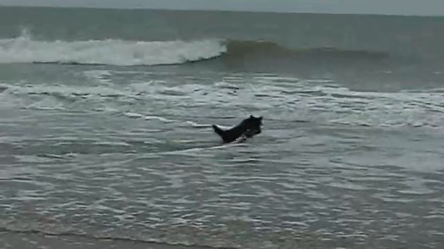 scottish terrier bobby our superstar смотреть онлайн