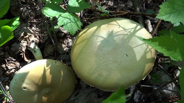 Шампиньон лесной (Agaricus silvaticus) смотреть онлайн