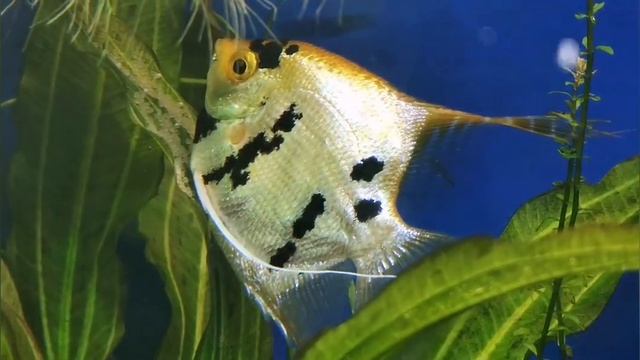 Как нерестятся Скалярии #Нерест#Аквариумныерыбки