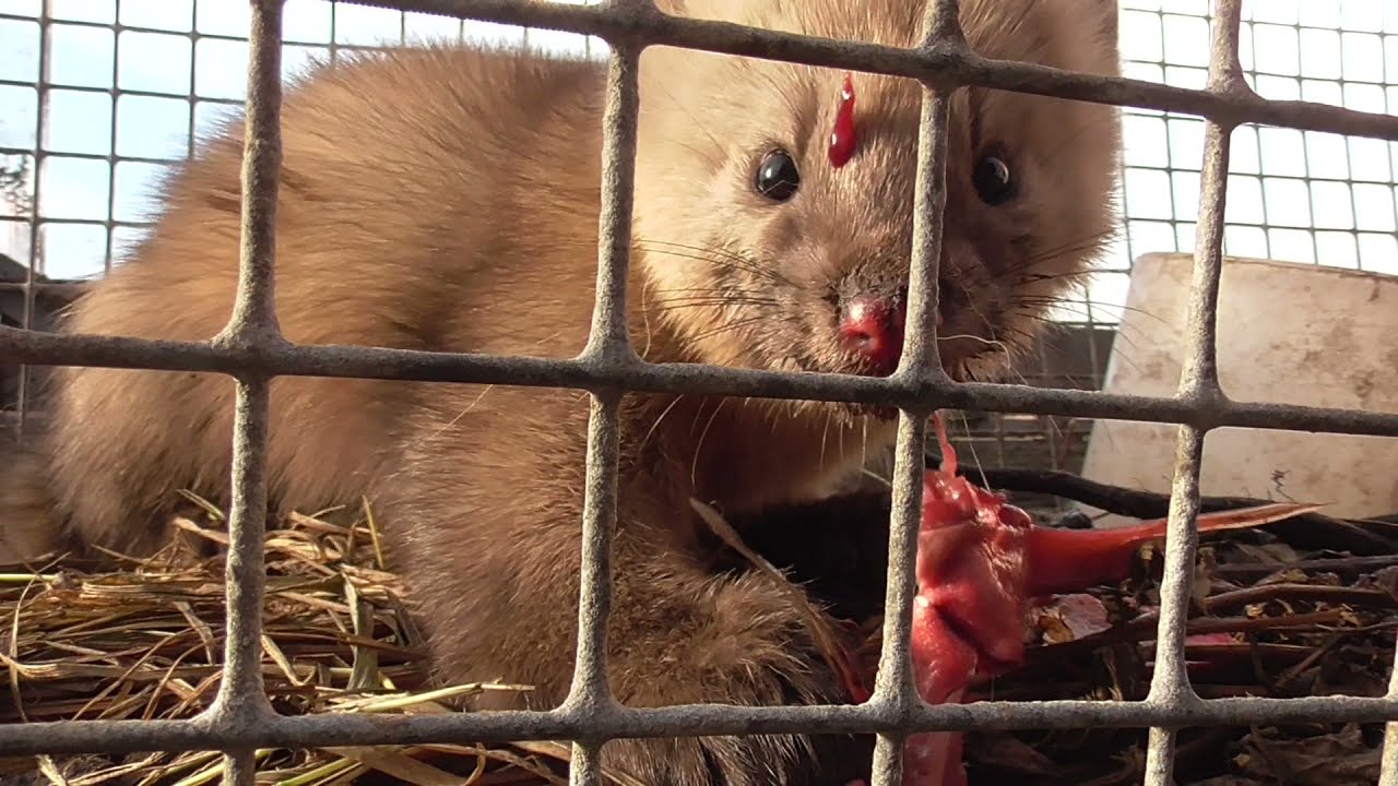 как поживает СОБОЛЬ ЯША смотреть онлайн