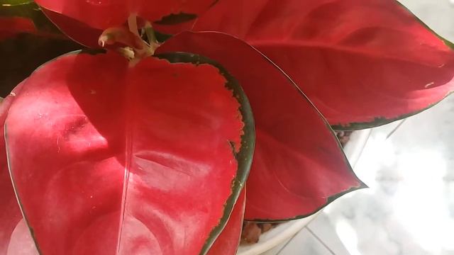 Aglaonema red king смотреть онлайн