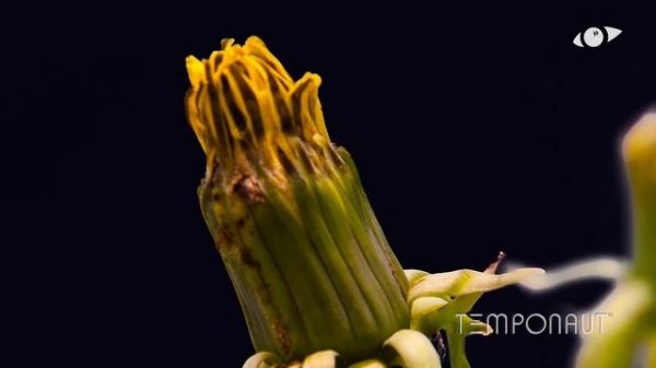 Growing Dandelion Flower Timelapse