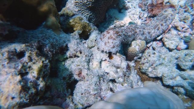 Бюджетный дайвинг на мальдивах. Атолл Лавиани. апрель 2019 смотреть онлайн