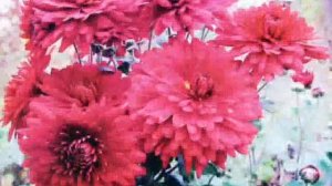 Дорога цветов