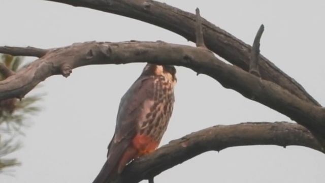 2023/5/27: Что за хищная птица? Пустельга или кобчик? Чеглок или дербник? Скорее всего, чеглок. смотреть онлайн