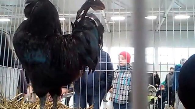 Ayam Cemani Rooster and Hen смотреть онлайн
