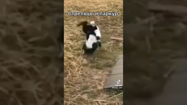 (1 часть).Пишите в комментариях,кого сделать #приколыпроживотных #французскийбульдог #животные смотреть онлайн