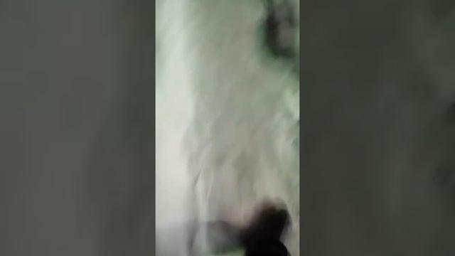 Идём с другом покупать ДОШИК КВИСТИ смотреть онлайн