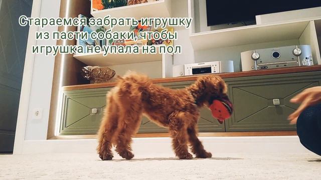 Мальтипу. Начальная дрессировка🐕 смотреть онлайн