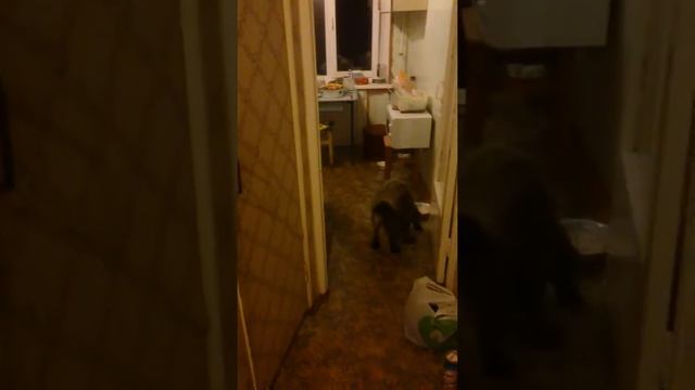 Гекла Сабакевич смотреть онлайн