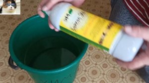 Опрыскивание рассады помидор и перца Байкалом эм 1