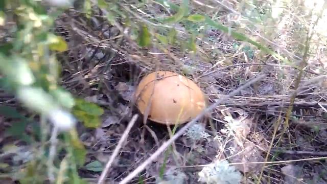 грибы в Тольятти смотреть онлайн