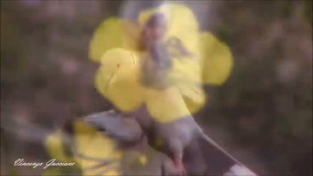 Canon Legria HF R506 #Test смотреть онлайн