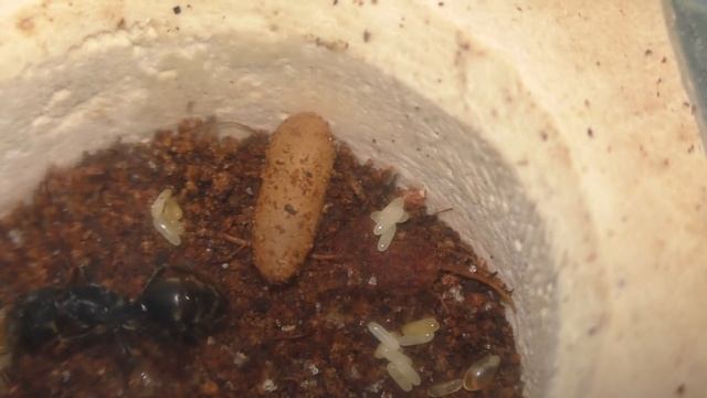 Новая попытка завести муравьиную колонию. ОПЯТЬ МУРАВЬИ С ЖАЛОМ. Новый розыгрыш смотреть онлайн