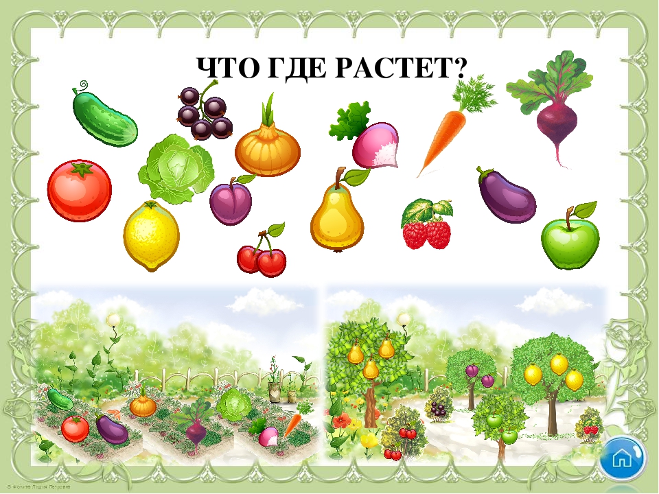 Дидактическое занятие "Что где растёт?" смотреть онлайн