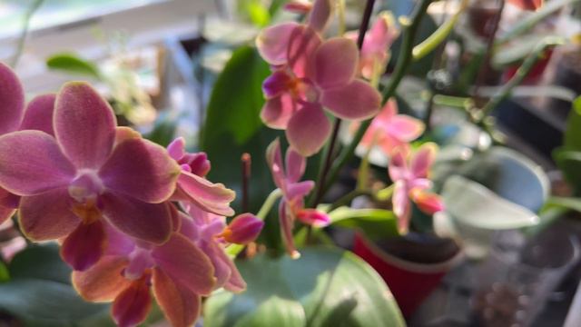 No Id noid Fragrant Phalaenopsis Orchid смотреть онлайн