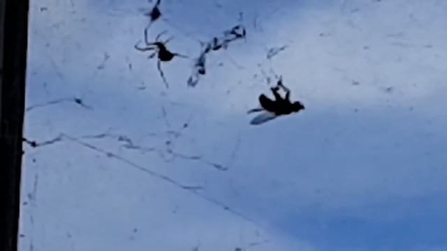 Паук словил муху в паутине и мучал до потери пульса ))) . Строительные будни. смотреть онлайн