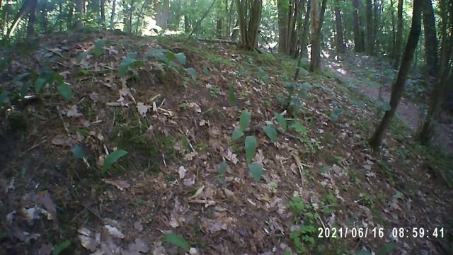 Прогулка за первыми грибами смотреть онлайн