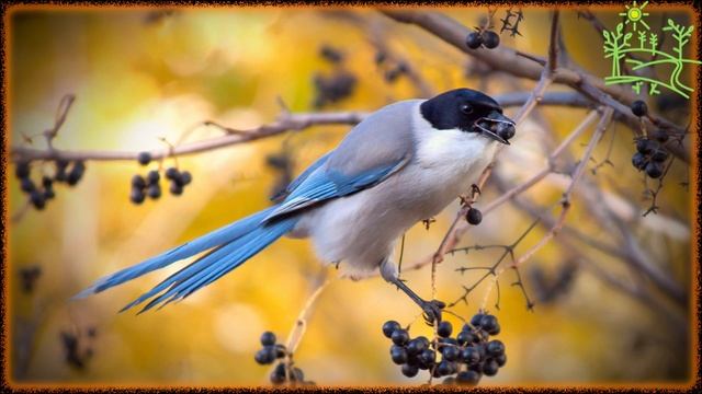 Голоса птиц Как поёт Сорока голубая (Cyanopica cyana).mp4 смотреть онлайн