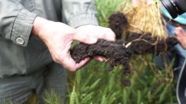 Структура почвы на прямом посеве смотреть онлайн