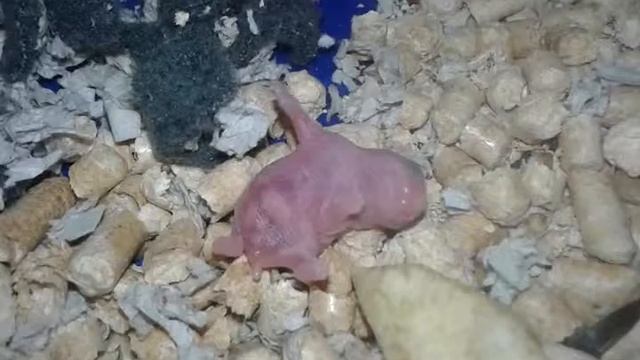 Новорожденный хомяк.Я в шоке смотреть онлайн