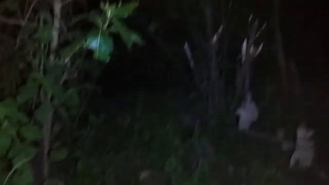Live Misteri‼️NYI Saprah смотреть онлайн