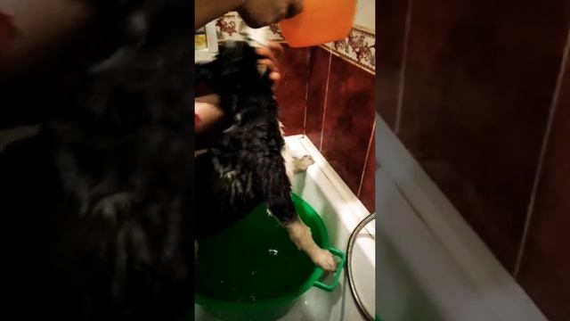 Как правильно купать хаски щенка (1часть) смотреть онлайн