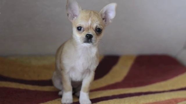 Чихуахуа дрожит смотреть онлайн
