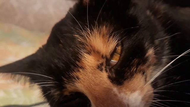 БДГ фаза сна у кошки. Кошка спит с открытыми глазами смотреть онлайн