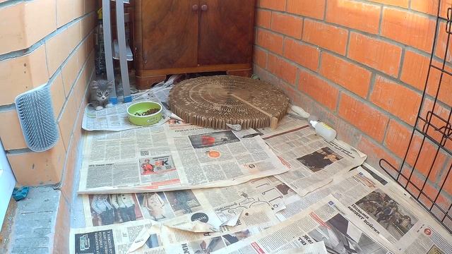 Что делают бездомные котята дома смотреть онлайн