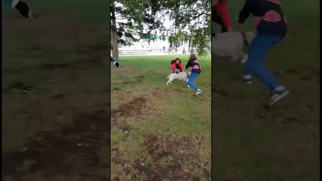 Гансталабрадор украл у косплееров плакат