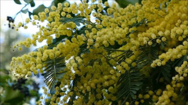 Mimosa en bord de mer смотреть онлайн