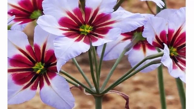 Левкокорина - многолетнее луковичное растение смотреть онлайн