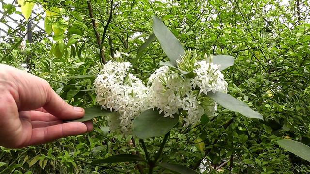 Acokanthera oblongifolia смотреть онлайн